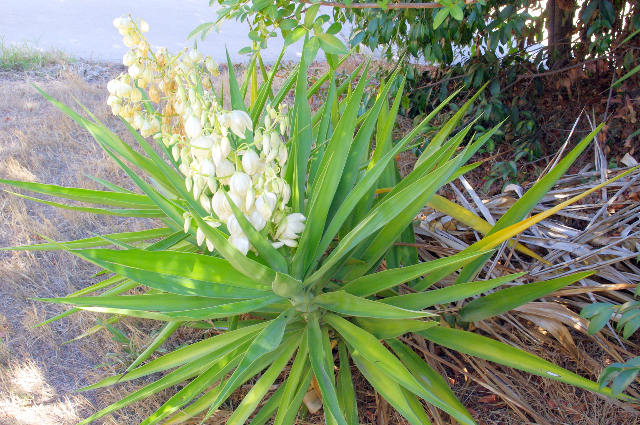 Yucca elephantipes